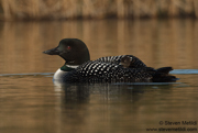 LOONS AND GREBES